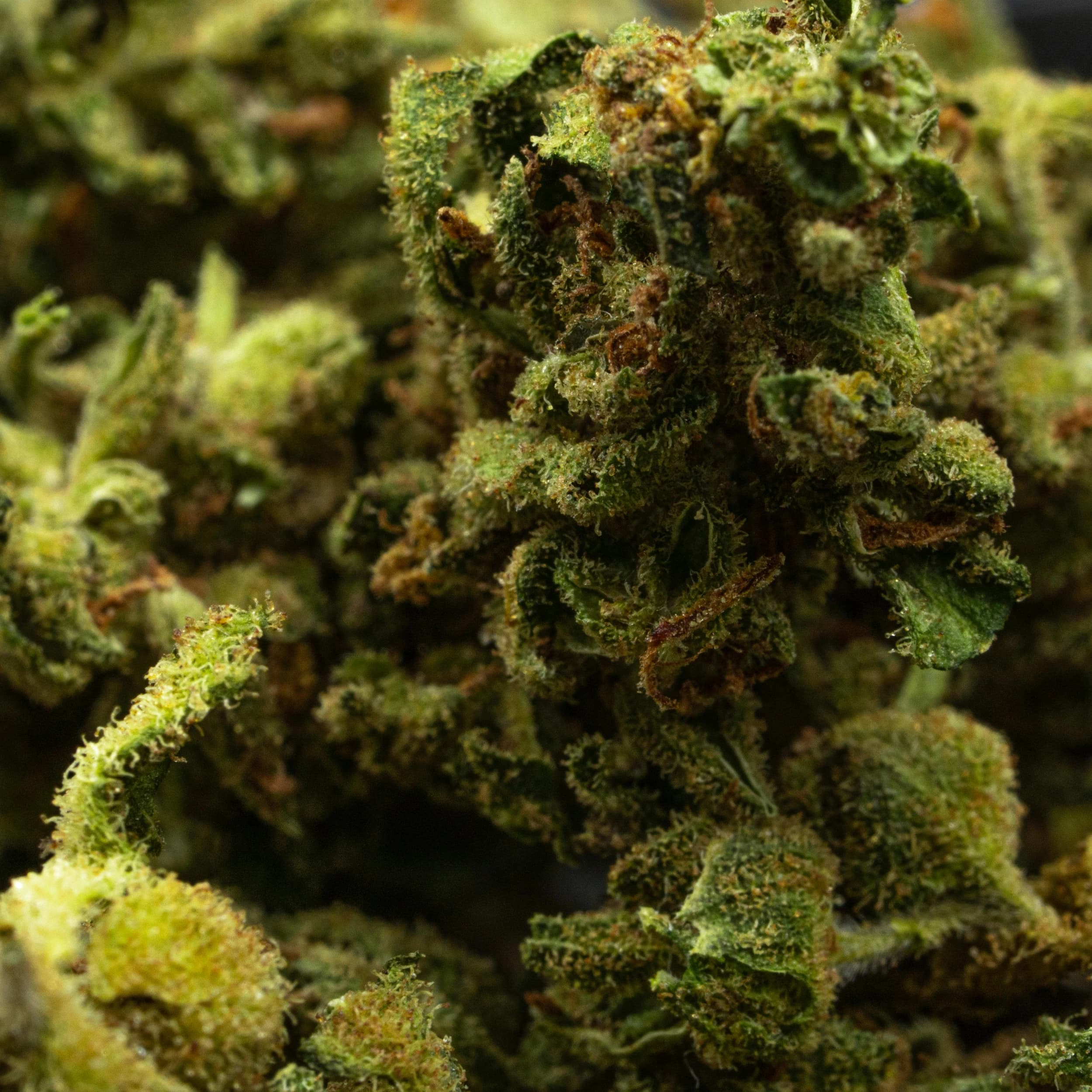 Nahaufnahme von Cannabisblüten